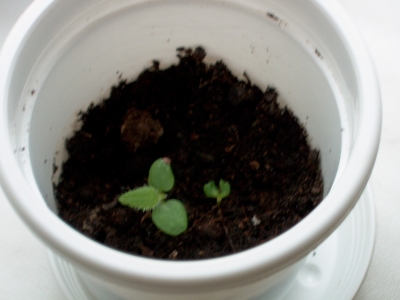 Et und Thet am 08.05.2007